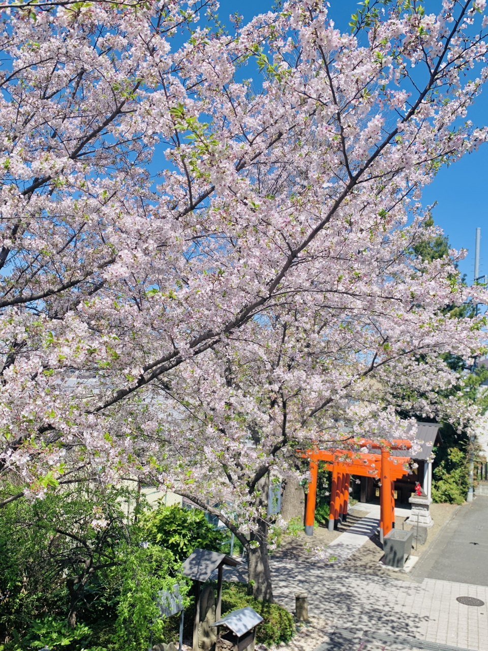 神楽坂赤城神社3 20250409
