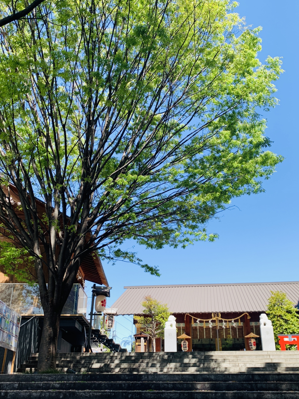 神楽坂赤城神社2 20250409